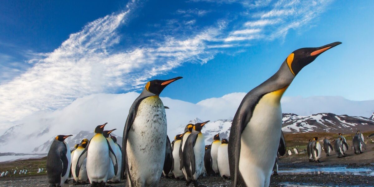 Training for Baby Crafty Penguins