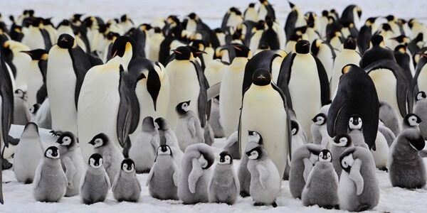 April 25th is World Penguin Day